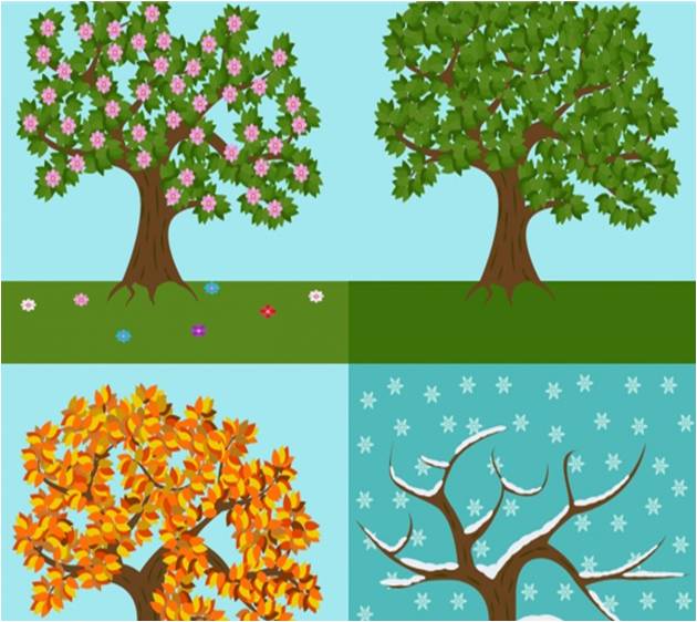 Immagine alberi in ogni stagione